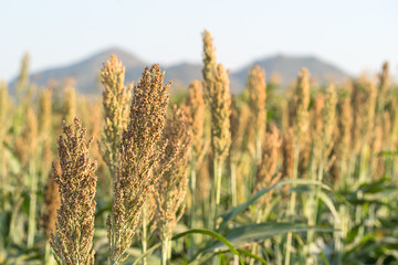 Millet or Sorghum in field of feed for livestock