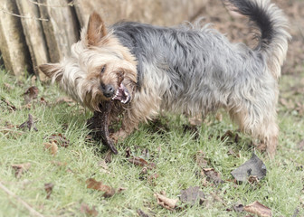 Yorkshire terrier pet dog playing in garden