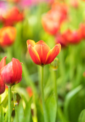 Red tulips in the garden