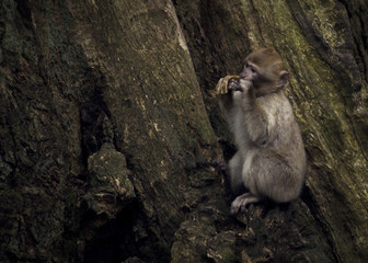 Baby Macaque monkey wildlife eating in tree