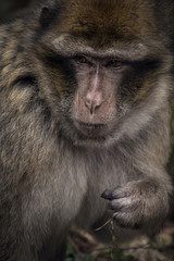 Fototapeta premium Close-up of Barbary Macacque Monkey Primate