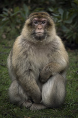 Barbary Macaque Monkey Wildlife sitting