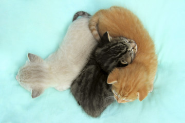 Fototapeta na wymiar Three Cute Little Kittens Lying On The Bed. Three Little Kittens Over Blue Background.Cute Funny Kittens Sleeping, Top View. 