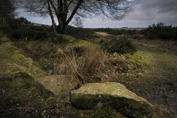 Fototapeta na wymiar Winter Rural Landscape