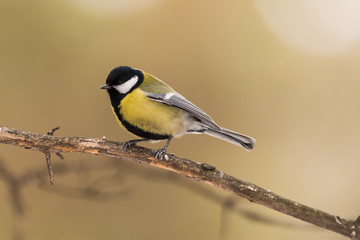 Blue tit on a branch. Close-up.