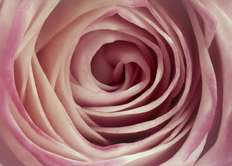 Extreme close-up of a pink Rose Flower head