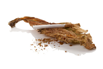 Dried leaf of tobacco with cigarette
