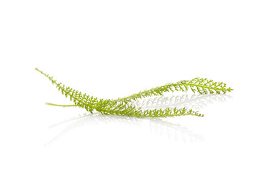 Native yarrow wildflower leaves.