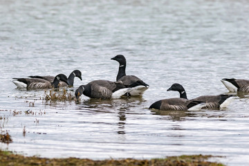 Flock of dark-bellied brent geese feeding at low tide