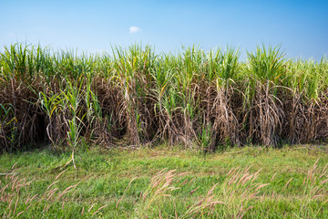 Sugarcane field planting in Thailand.