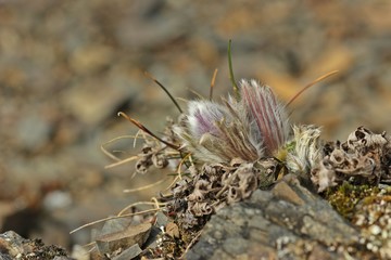 Knospende Gewöhnliche Küchenschellen (Pulsatilla vulgaris) im Nationalpark Kellerwald 
