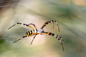 Close up spider and home - Stock Image        