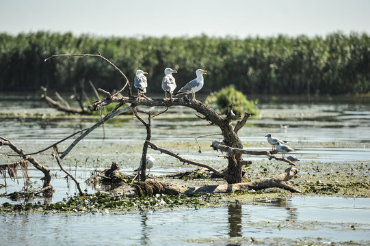 Several gulls are sitting on an old root. Danube delta in Romania.Lake view with birds. A seagull is standing on a floating piece of wood surrounded by water lilies