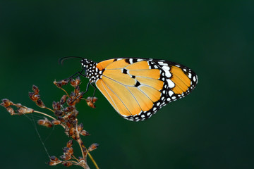 Butterfly   - Stock Image