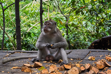 Monkeys in Ubud Monkey Forest, Bali island, Indonesia