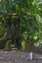 Monkeys in Ubud Monkey Forest, Bali island, Indonesia
