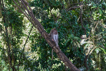 Monkeys in Ubud Monkey Forest, Bali island, Indonesia