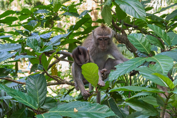 Monkeys in Ubud Monkey Forest, Bali island, Indonesia