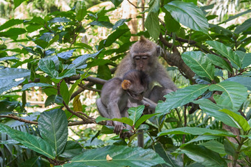 Monkeys in Ubud Monkey Forest, Bali island, Indonesia