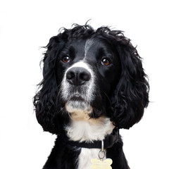 Cocker spaniel