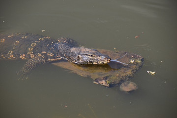 Fototapeta premium Water Monitor, Sri Lanka