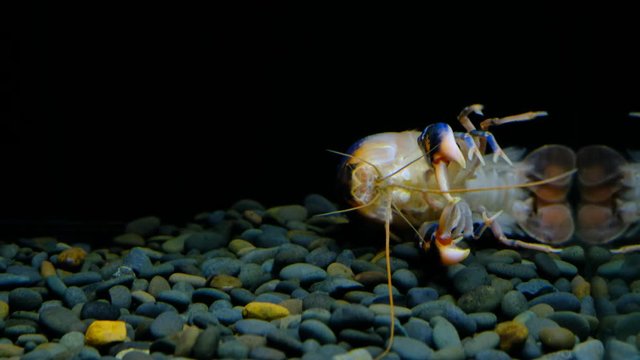 Cherax Destructor volcano moult in the aquarium     
