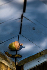 Small Acorn