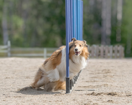 Rough Collie doing slalom in agility dog competition