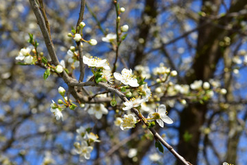 erste Blüten
