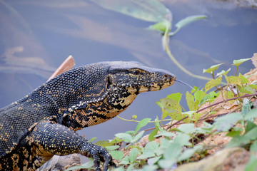 Water Monitor, Sri Lanka