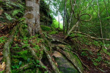 Beautiful landscape of walkway to hiking