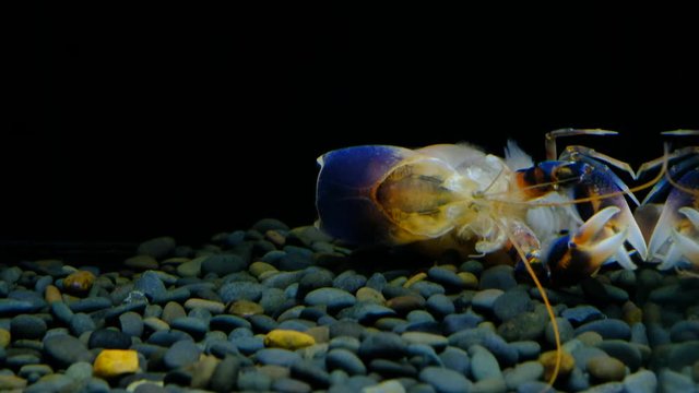 Cherax Destructor volcano moult in the aquarium     