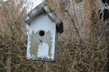 Old wooden birdhouse hanging from branch