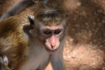 Monkey, Polonnaruwa, Sri Lanka