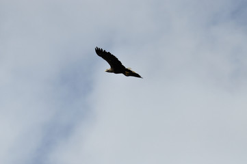 Seeadler