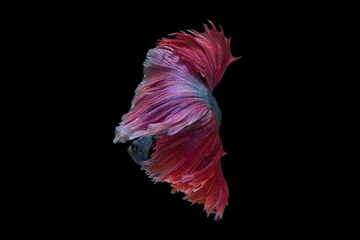 Stof per meter The moving moment beautiful of siam betta fish in thailand on black background.  © Soonthorn