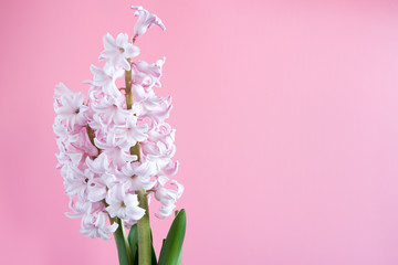 flower plant hyacinth on a colored background