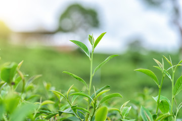 Fototapeta na wymiar Fresh tea leafs in plantation.