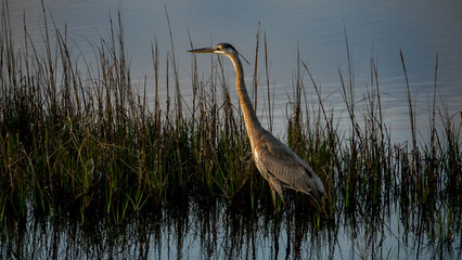 A great Blue heron at dusk moves through the swamps of the southern USA.