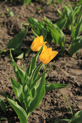 yellow Tulip