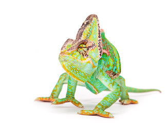 Veiled chameleon (chamaeleo calyptratus) close-up.