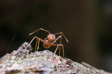 Close up red ant on dry branch