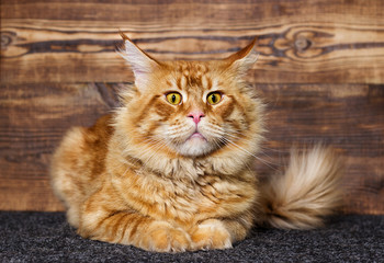 cat Maine Coon on a wooden background