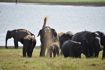 Indian Elephants, Minneriya National Park, Sri Lanka
