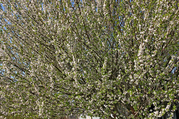 Flowering cherry plum, background