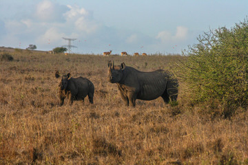 Fototapeta premium Rhino In The Wild