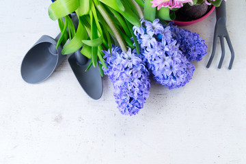 Gardening concept with hyacinth fresh flowers