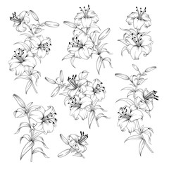 Collection of lily flowers. Awesome set for designers. Waterlily blossom bundle. Black flowers of lilies isolated over white. Flowers contours collection. Vector illustration.