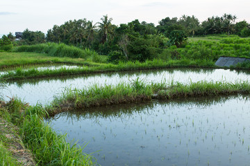 Rice fields on Bali island, Indonesia.