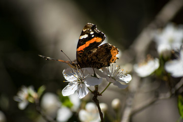 Fototapeta na wymiar Butterfly. Spring flowers